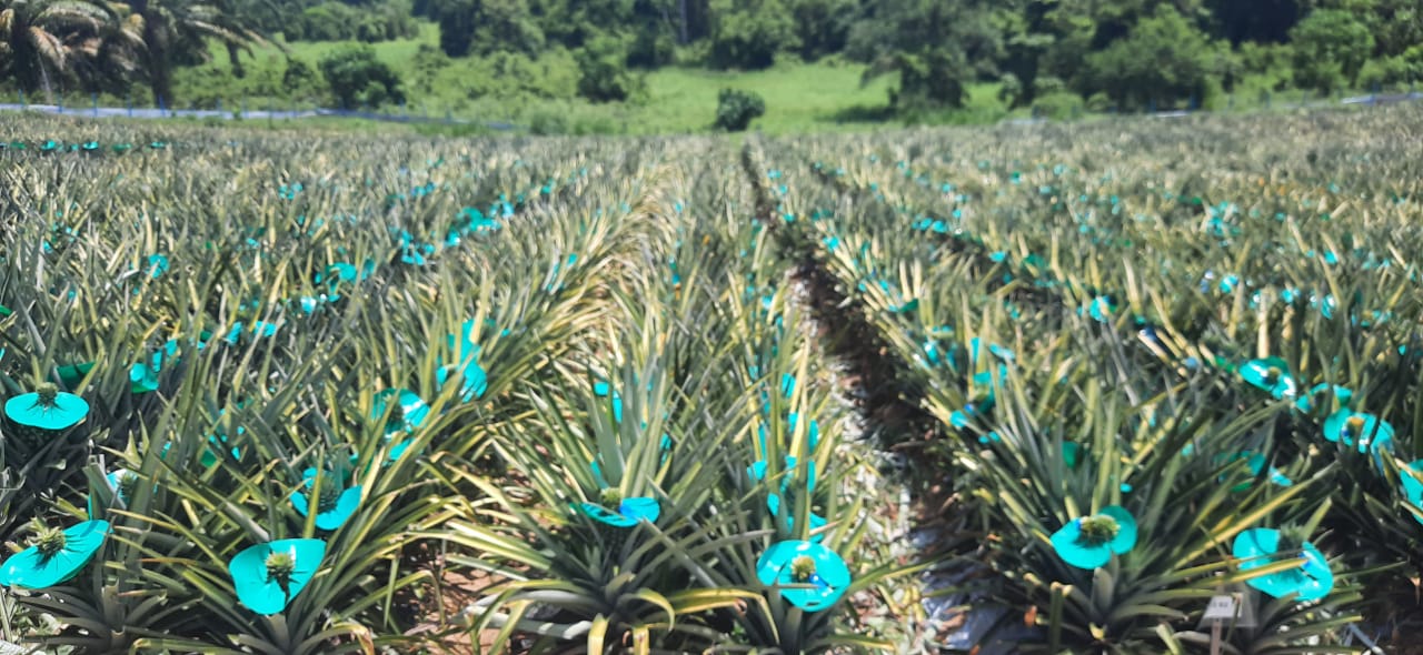 LAPORAN LAWATAN PENGESAHAN POKOK INDUK NANAS MD2