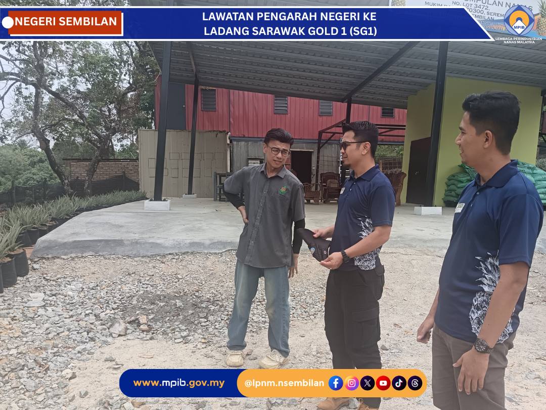 LAWATAN PENGARAH NEGERI KE LADANG NANAS SG1