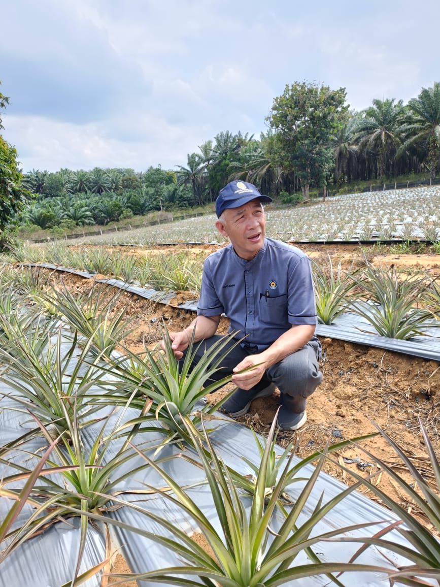 LAWATAN PENGARAH NEGERI TERENGGANU KE LADANG NANAS DI KAMPUNG PENGKALAN BERANGAN DAERAH DUNGUN
