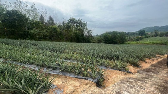 LAWATAN PEMANTAUAN SIAP TAPAK DI MACHANG