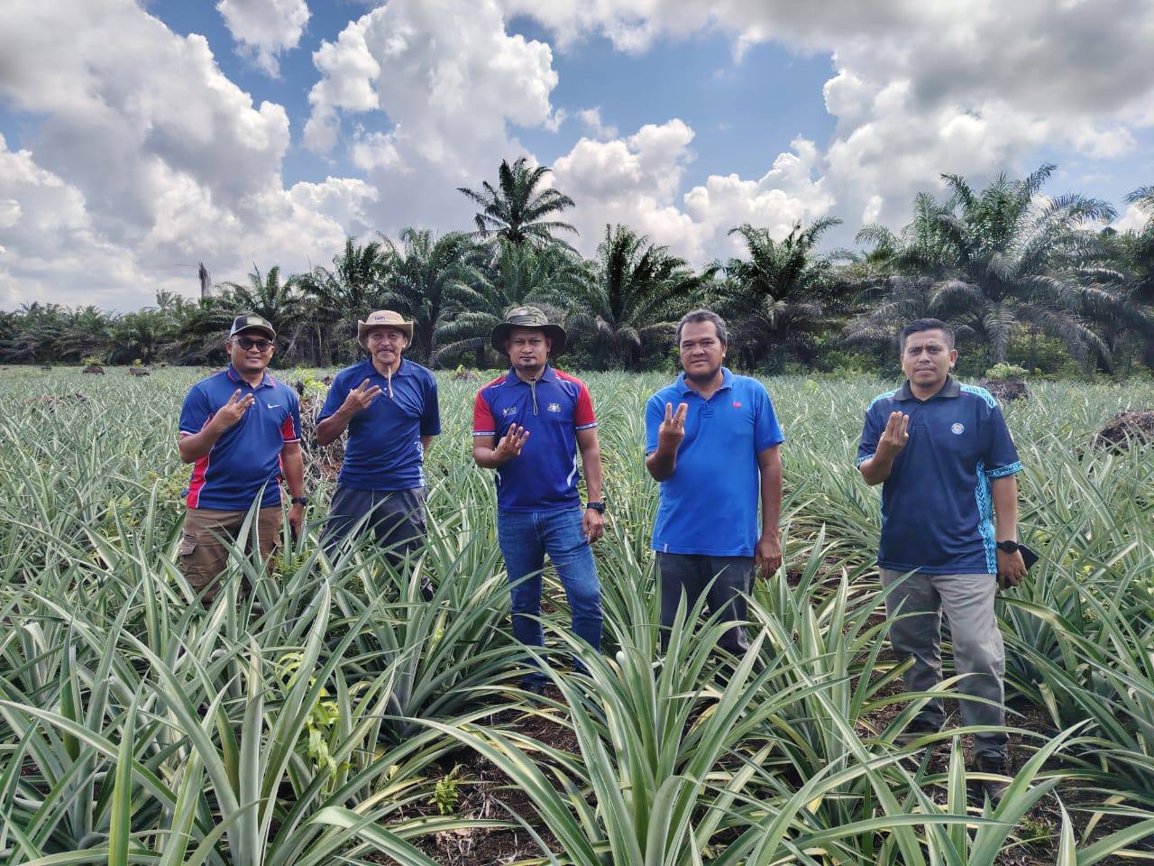 PEMANTAUAN VARIETI NANAS MS16 PERKUKUH POTENSI VARIETI BAHARU INDUSTRI NANAS