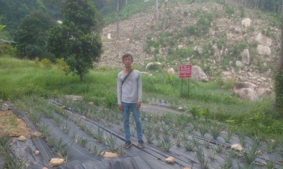 LAWATAN PEMANTAUAN KEBUN