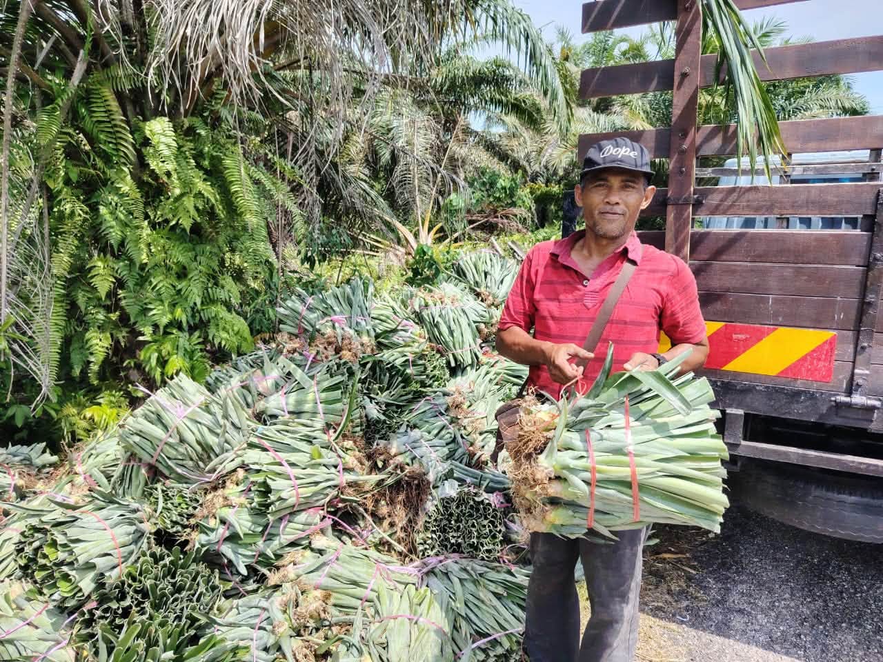 PEMBEKALAN BENIH NANAS SOP MD2 TAHUN 2026